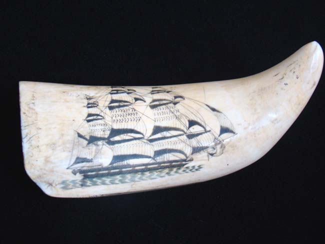 Possibly the Most Beautiful pair of 19th century American Whale's Teeth on the Market Today!! — image 9